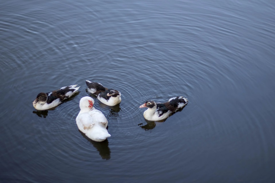 Responsive image